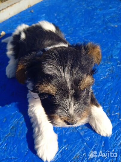 Бивер щенки, помесь