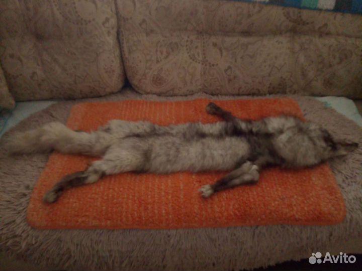 Готовый воротник, новый