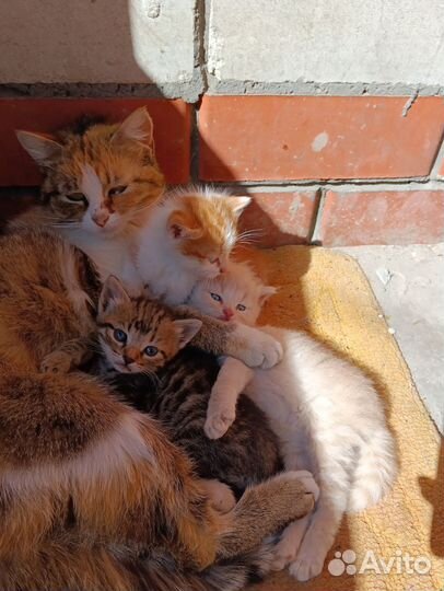 Котята в добрые руки