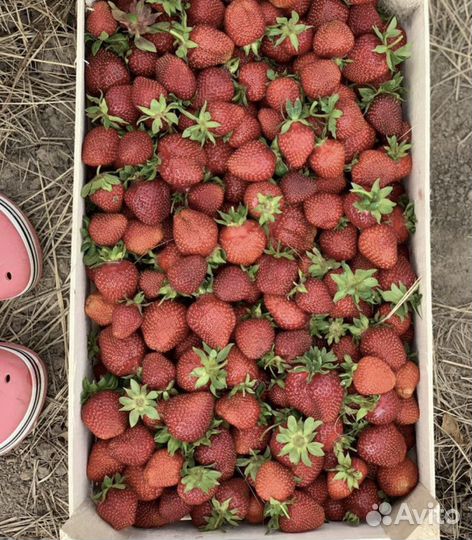 Клубника, усы клубники, саженцы клубники