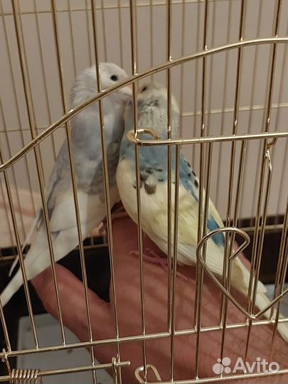 Попугай ручной волнистый чехи кенар какарики