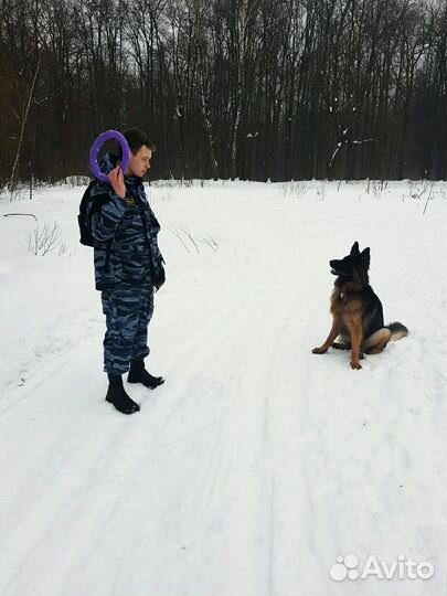 Дрессировка и коррекция поведения собаки