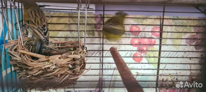 Кенарь и канарейка