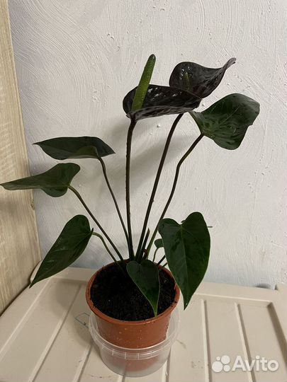 Антуриум black love