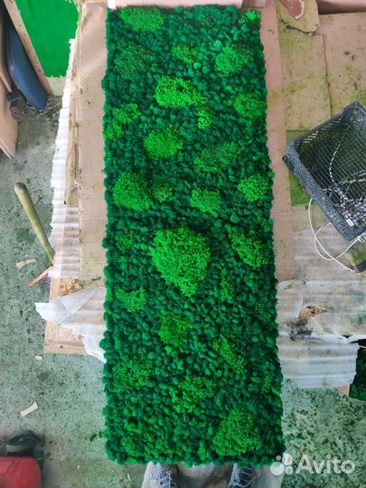 Мох стабилизированный оптом и в розницу