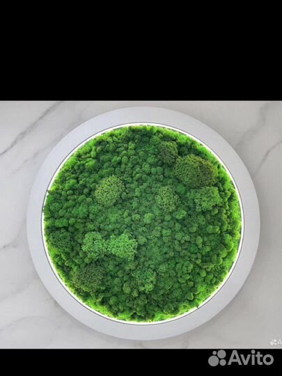 Панно из стабилизированного мха с рамкой