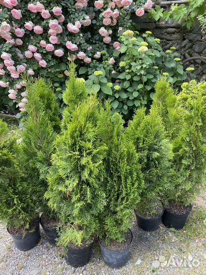 Туи смарагд