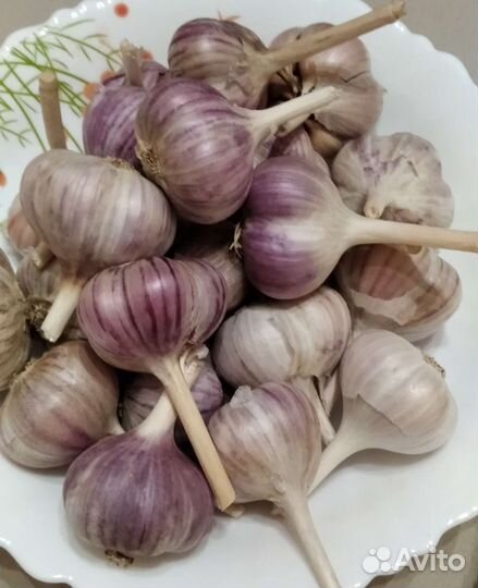 Семена укропа