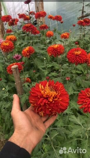 Хризантема