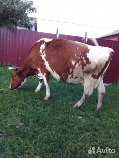 Корова высокоудойная