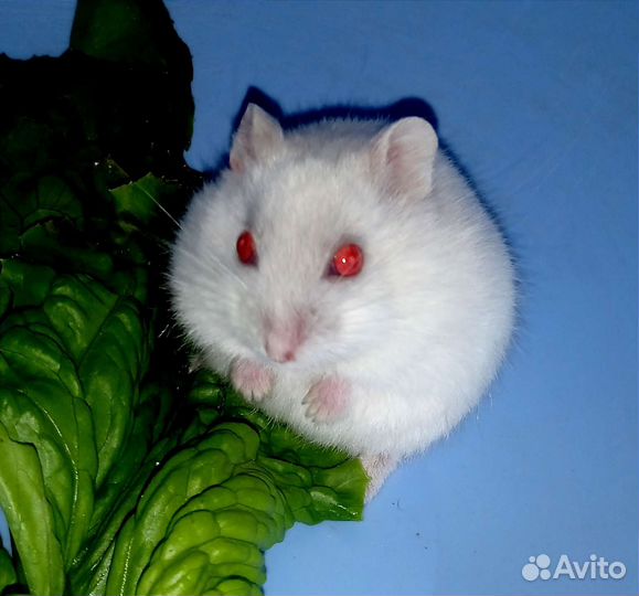 Джунгарские хомячки самцы и самки