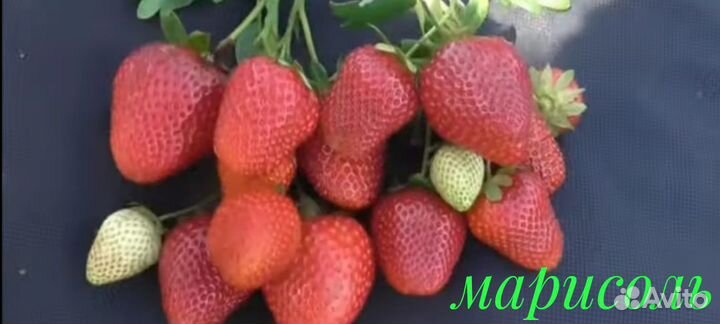 Рассада клубники