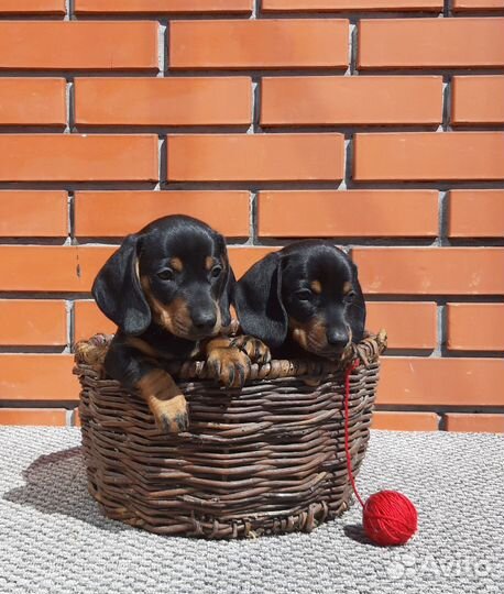 Мини/ кроличья такса