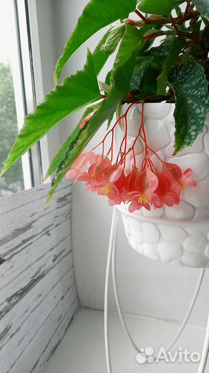 Бегония White Ice (росток)