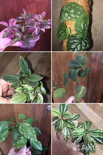 Комнатные цветы