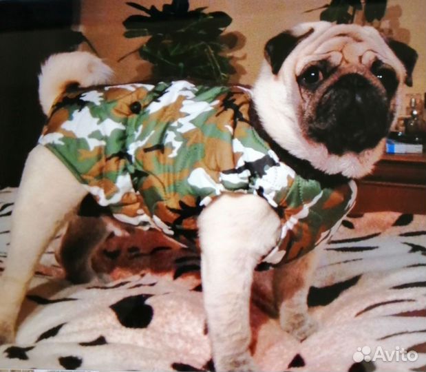 Попона для собак