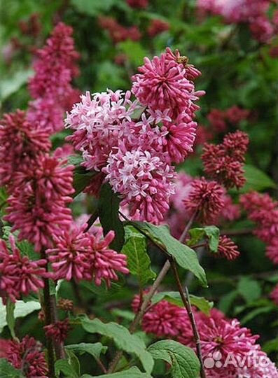 Сирень мисс Ким