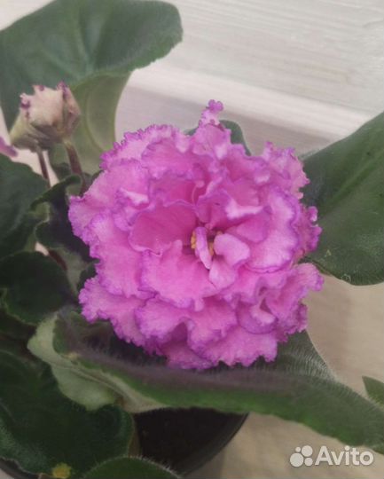 Фиалка Джулия