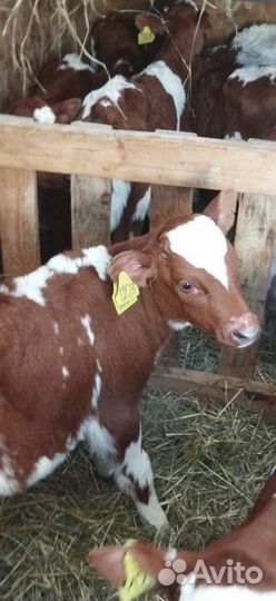 Телята бычки тёлки доставка бесплатная