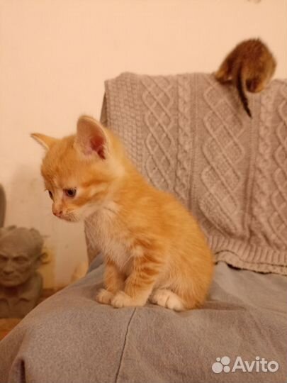 Золотые коты в добрые руки
