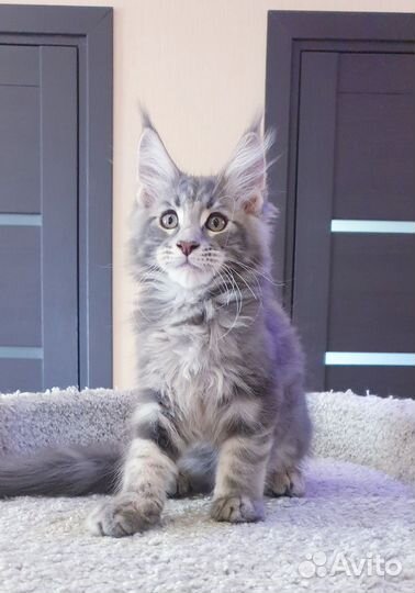 Котята мейн-кун