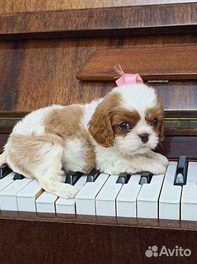 Кавалер кинг чарльз спаниель девочка