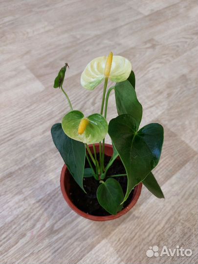 Антуриум ванилла