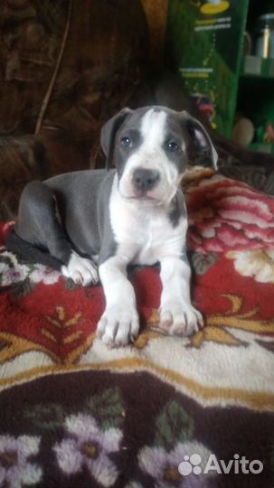 Шикарный парень