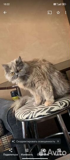 Персидские кошки