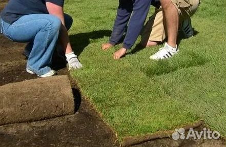 Укладка газона