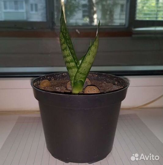 Сансевиерия ханни