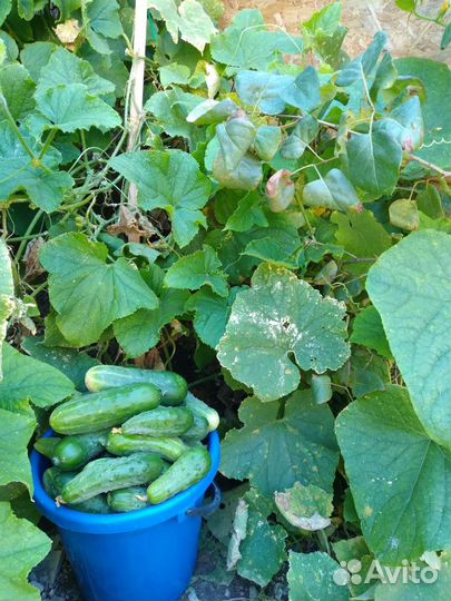 Огурцы соленые