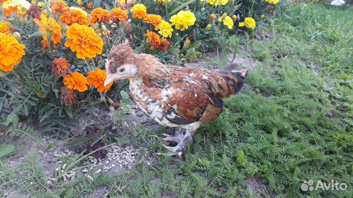 Продам петуха карликовой породы Бентамки