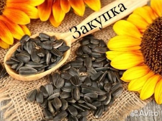 Семечки подсолнечника урожая 2024