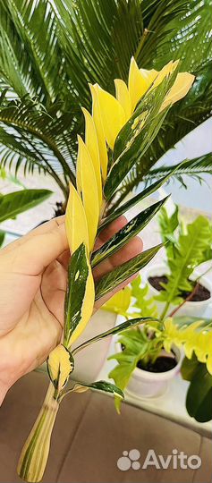 Замиокулькас вариегатный