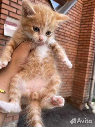 Рыжий котенок