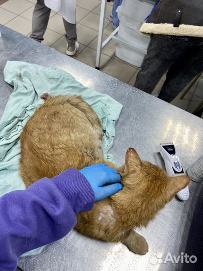 Умоляю, помогите