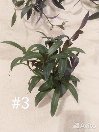 Традесканция