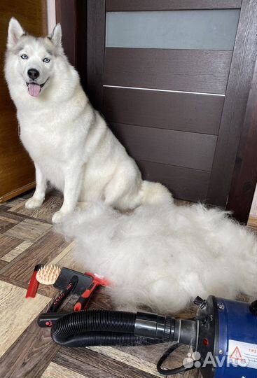 Стрижка собак, кошек