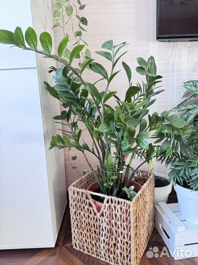 Комнатные растения цветы