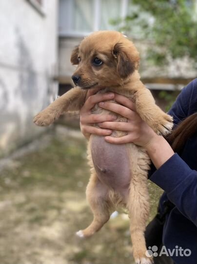 Ваша собака нашла вас