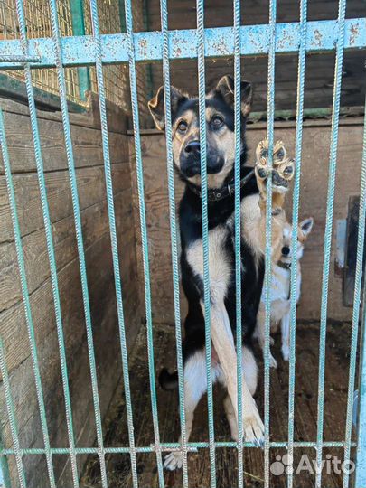 Молодой собачке очень нужна семья