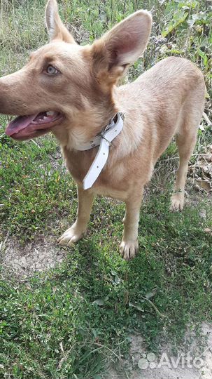 Щенок 3,5 мес. девочка, метис с лайкой