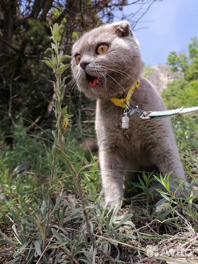 Кошечка на вязку