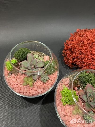 Флорариум суккуленты