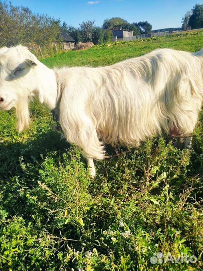 Зааненская дойная коза