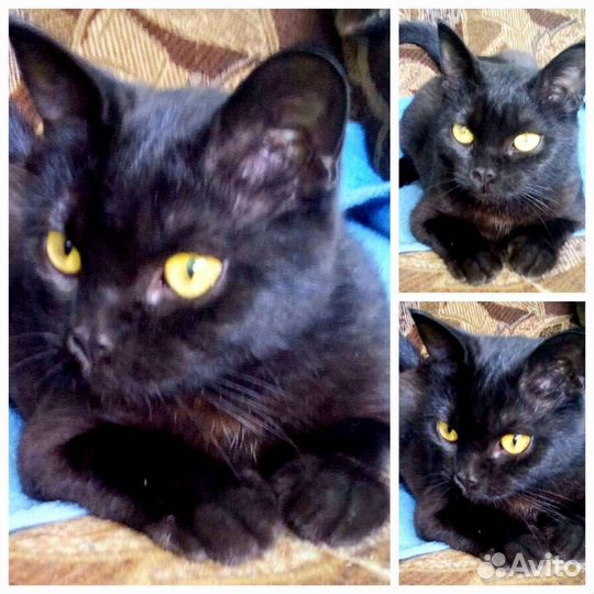 Кошка в дар бесплатно