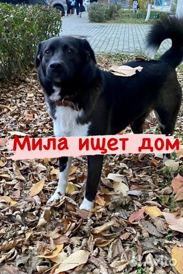 Собака в добрые руки