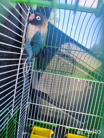 Попугаи неразлучники с клеткой