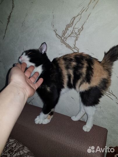 Кошки в добрые руки бесплатно